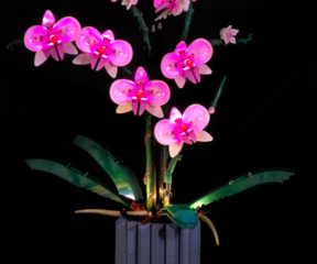 LMB 910311 Orchidee